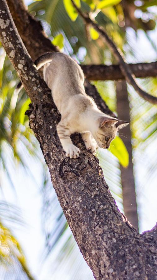 Gato Do Mato Hostel Cumbuco Zewnętrze zdjęcie